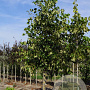 Tilia americana 'Moltkei' 18-20 HO draadkluit