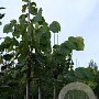 Tilia plat. 'Delft' 8-10 HO draadkluit