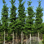 Ulmus Lutece 25-30 HO draadkluit