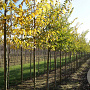 Ulmus 'Sapporo Autumn Gold' 12-14 HO draadkluit
