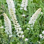Cimicifuga simplex 'White Pearl' GM P9