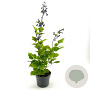 Clematis 'China Purple' GM 2,0L