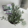 Convolvulus cneorum 10-15 cm 2,0L