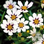 Coreopsis 'Star Cluster' GM P9