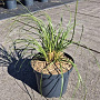 Cortaderia selloana GM 10L