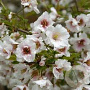 Prunus 'Hally Jolivette' 60 cm stam 7,5L