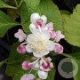 Deinanthe bifida 'Pink Kii' GM P9