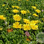 Delosperma nubigenum GM P9