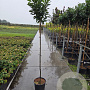Prunus l. Etna 150 cm stam 12L