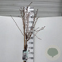 Prunus nipponica 'Brillant' 150 cm stam 15L