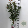 Prunus nipponica 'Ruby' 90 cm stam 7,5L