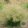 Deschampsia cesp. 'Goldtau' GM P9