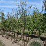 Prunus serrula 450-500 cm draadkluit meerstammig