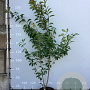 Prunus ser. 'Kanzan' 200-250 cm 35L
