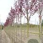 Prunus ser. 'Royal Burgundy' 10-12 HO draadkluit