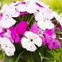 Dianthus b. Dash Magican GM P9
