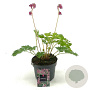 Dicentra 'Pink Diamonds' GM 2,0L