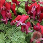 Dicentra 'Red Fountain' GM P9
