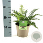 Dryopteris affinis GM stektray 60 gaats