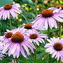 Echinacea angustifolia GM P9
