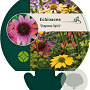 Echinacea 'Cheyenne Spirit' GM P9