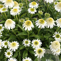 Echinacea Delicious Nougat GM P9