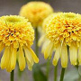 Echinacea 'Lemon Drop' GM P9