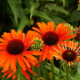 Echinacea Orange Skipper GM P9