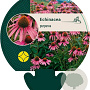 Echinacea purpurea GM P9