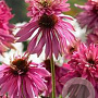 Echinacea p. 'Double-Decker' GM P9