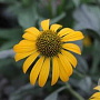 Echinacea p. 'Now Cheesier' GM P9