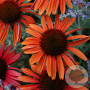 Echinacea p. 'Sundown' GM P9