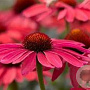 Echinacea p. Sweet Meadow Mama GM P9