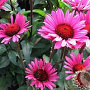 Echinacea p. 'Vintage Wine' GM P9