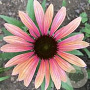 Echinacea Rainbow Marcella GM P9