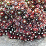 Sempervivum arachn. 'Rubrum' GM P9