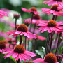 Echinacea 'Sensation Pink' GM P9