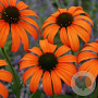 Echinacea 'Tangerine Dream' GM P9