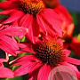 Echinacea t. 'Glowing Dream' GM P9