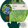 Echium vulgare GM P9