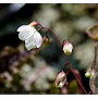 Epimedium 'Alabaster' GM P9