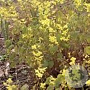 Epimedium elongatum GM P9