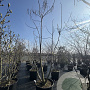 Catalpa bignonioides 325-350 cm cont. 110L meerstammig