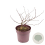 Cercis siliquastrum 40-45 cm 10L
