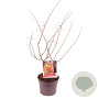 Chaenomeles sup. 'Orange Trail' 30-40 cm 3,0L