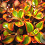 Coprosma r. 'Tequilla Sunrise' 15-20 cm 3,0L