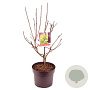 Cotinus cog. Golden Spirit 50-60 cm 7,5L