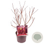 Cotinus Dusky Maiden 40-50 cm 3,0L