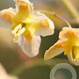 Epimedium pinnatum 'Black Sea' GM P9