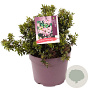 Escallonia laevis Showstopper 25-30 cm 7,5L